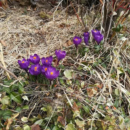 Appartement Fritze Buerger Schiefling am See