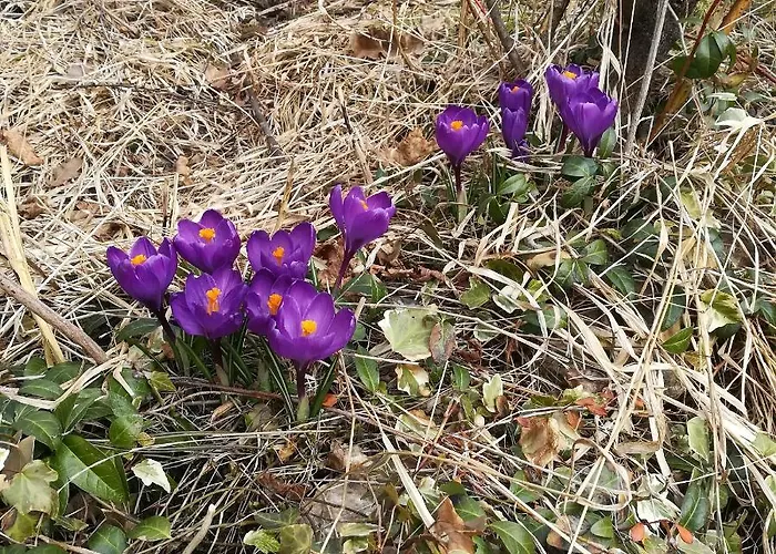 Апартаменты Fritze Buerger Шифлинг-ам-Зе